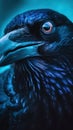 Spectacular Blue-Eyed Raven Closeup with Glossy Feathers.