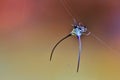 Spectacular Blue Long Horned Orb Weaver