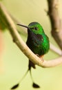 A spectacular Booted Racket-tail Hummingbird