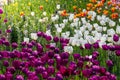 Spectacular bright field of a variety of tulip species