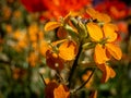 Spectacular close-up of an evolving orange lily