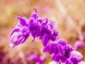 Spectacular close up from a mexican salvia blossom