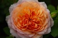 Spectacular close up of a multi-colored orange and pink rose