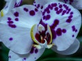 Spectacular close-up of a purple withe orchid