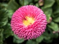 Spectacular close-up shot of the pink ball flower