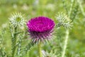 Spectacular close up view of Onopordum blancheanum flower, a genus of plants in the thistle tribe