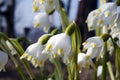 Spectacular, colorful early spring flowers in sunshine in the garden, selective focus, space for text