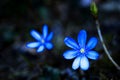 Spectacular, colorful early spring flowers in sunshine in the garden, selective focus, space for text