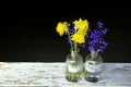 Spectacular, colorful early spring flowers in sunshine in the garden, selective focus, space for text