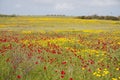 A spectacular and colorful field of flowers