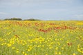 A spectacular and colorful field of flowers