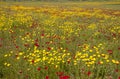 A spectacular and colorful field of flowers