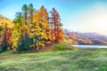 Spectacular colorful larchs on the meadow near Champfer lake