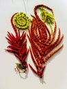Spectacular composition of drooping amaranth inflorescences of the caudate `cascade`