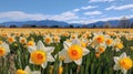 Spectacular Daffodil Fields With Zen Buddhism Influence