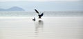 The spectacular dance of a pair of seagulls