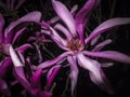 Spectacular dance of the purple magnolia Susan Magnolia liliiflora x Magnolia stellata in the night. Close-up of bright pink mag