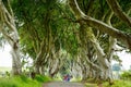 Spectacular Dark Hedges in County Antrim, Northern Ireland on cloudy foggy day. Avenue of beech trees along Bregagh Road