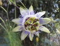 Spectacular and delicate blue passionflower,  Passiflora caerulea Royalty Free Stock Photo