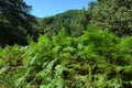 Spectacular And Dense Green Vegetation Of Ferns And Oak Wood