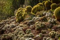 Spectacular desert cactus garden with multiple types of cactus illuminated by the sun