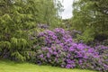 Large flowering shrub of purple rhododendron in park.