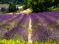 spectacular flowering of lavender in a field in provence, france