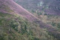 The spectacular flowering of purple heather covers extensive slopes