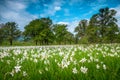 Amazing spring landscape and white daffodils flowers on the fields