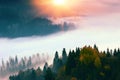 Spectacular foggy dawn image, awesome autumn morning in european mountains, forest on hill on background valley in fog and first r Royalty Free Stock Photo