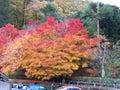 Autumn foliage in Takayama in Japan