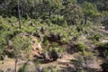 Spectacular forest landscape in John Forrest National Park