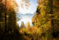 Spectacular Forest View with Lake Royalty Free Stock Photo