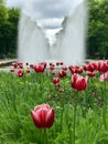 A spectacular fountain in BiaÃâystok mirrors the trees as the tulips look on - POLAND - POLSKA