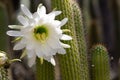 Spectacular giant white bloom on an Echinopsis Schickendantzii cactus with a bee getting nectar from the center of the bloom