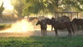 Spectacular golden sunlight illuminates a herd of horses grazing in a pasture.