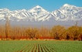 Spectacular Green fields white mountains