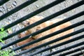 Spectacular grizzly bear behind bars in zoo in Alaska, USA, United States of America