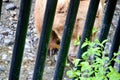 Spectacular grizzly bear behind bars in zoo in Alaska, USA, United States of America