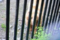 Spectacular grizzly bear behind bars in zoo in Alaska, USA, United States of America