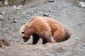 Spectacular grizzly bears resting in holes of soil dug by them in zoo in Alaska, USA, United States of America