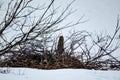 Spectacular .Groundhog hidden among bushes in the snow, Alaska, USA, United States of America Royalty Free Stock Photo