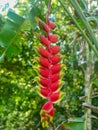 An exotic lobster claw heliconia almost in full bloom, with long pendulous bracts of colorful flowers.