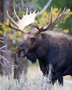 Spectacular Image of Bull Moose Royalty Free Stock Photo