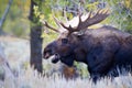 Spectacular Image of Bull Moose Royalty Free Stock Photo
