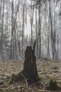 Spectacular image of a stump of a tree with its roots exposed with dry leaves on the ground in the fores Royalty Free Stock Photo