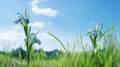 Spectacular Japanese Photography: Two Blue Flowers In Green Grass Royalty Free Stock Photo