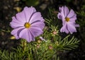 Spectacular lavender Cosmos flowers