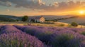 Spectacular lavender field at sunset with charming rural farmhouse silhouette in vibrant colors