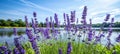 Spectacular lavender fields under a serene and clear blue sky, creating a mesmerizing landscape